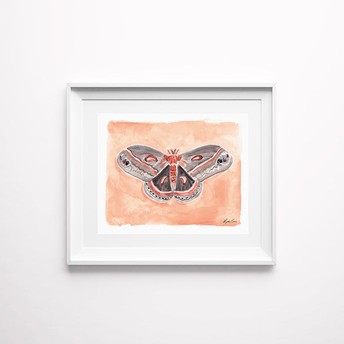 North American Moth Study Art Prints
