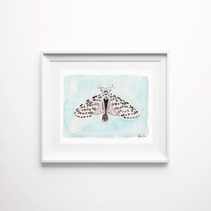 North American Moth Study Art Prints