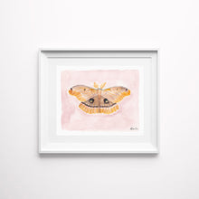 Load image into Gallery viewer, North American Moth Study Art Prints